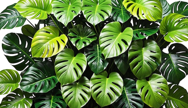 Tropical Greenery A Vector Illustration of Indoor Garden