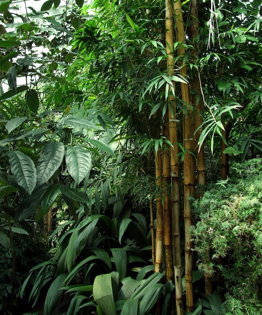 tropical greenhouse scenery