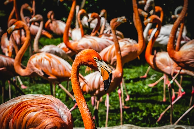 tropical, group of orange flamingos in a zoo park