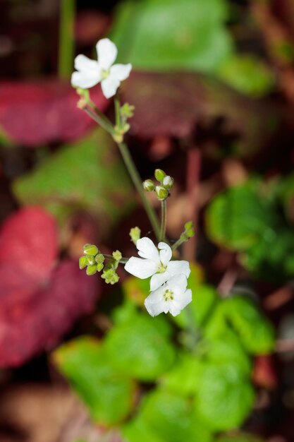 Tropical growing flower with green leaves nature texture pattern