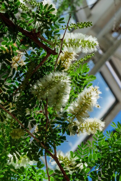 Tropical growing flower with green leaves nature texture pattern