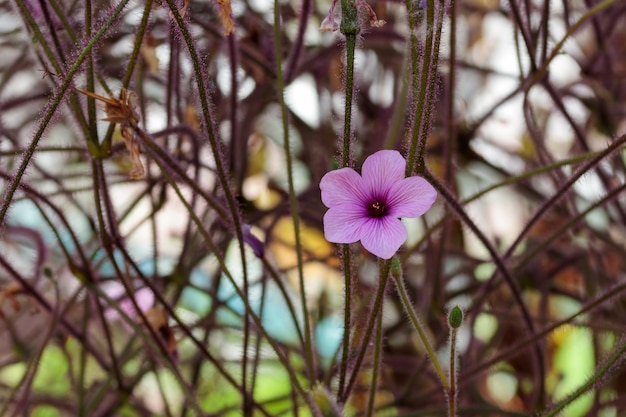 Fiore tropicale in crescita con motivo a foglie verdi