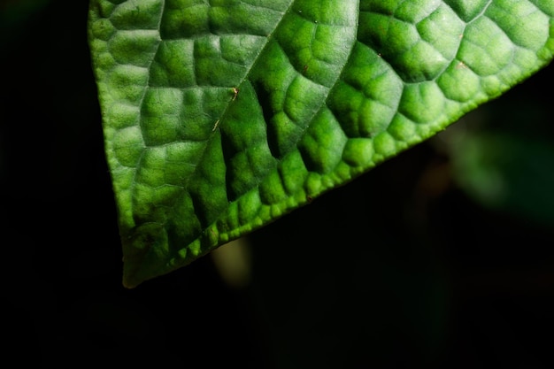 Tropical growing green leaves nature texture pattern