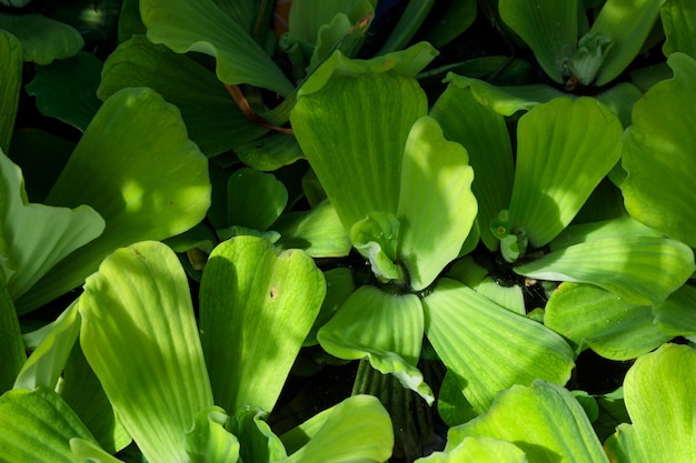 Tropical growing green leaves nature texture pattern