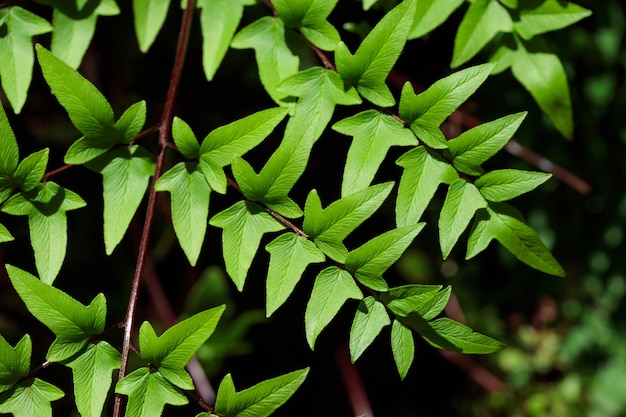熱帯の成長する緑の葉の自然のテクスチャパターン