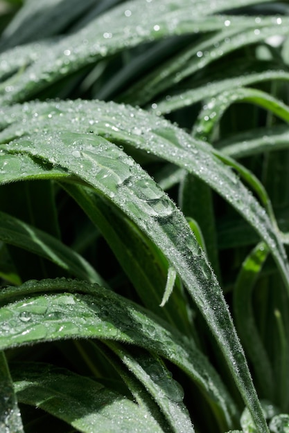 Tropical growing green leaves nature texture pattern