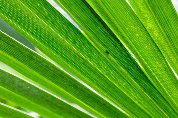熱帯の成長する緑の葉の自然のテクスチャパターン