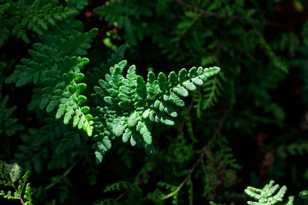 Tropical growing green leaves nature texture pattern