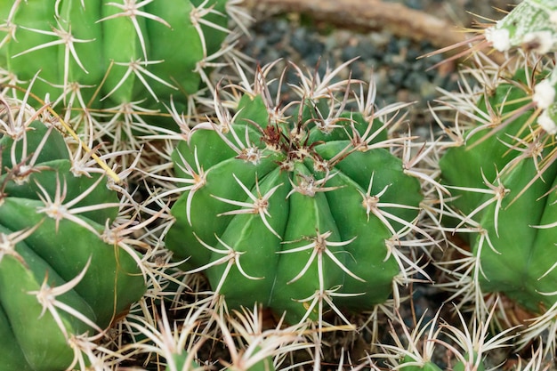 Tropical growing green succulent cactus