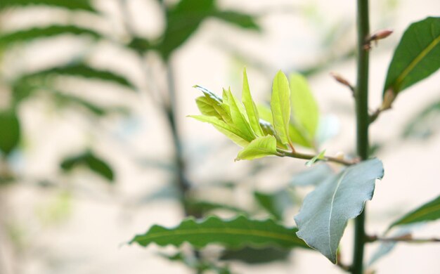 Тропическое травяное дерево Лавровый лист - богатая ароматами трава, используемая в качестве ингредиента во многих пищевых продуктах