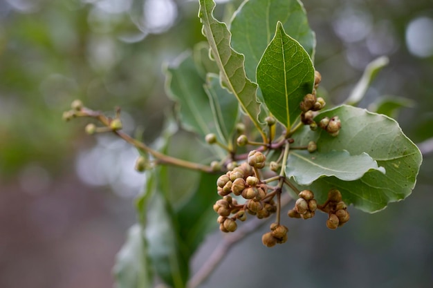 Tropical herb tree Bay Leaf the herbal rich of aroma use as ingredient in many foods