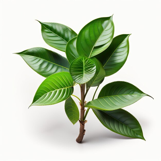 Tropical herbal plant Kaffir lime Citrus hystrix dark green leaves tree twig with thorns isolated