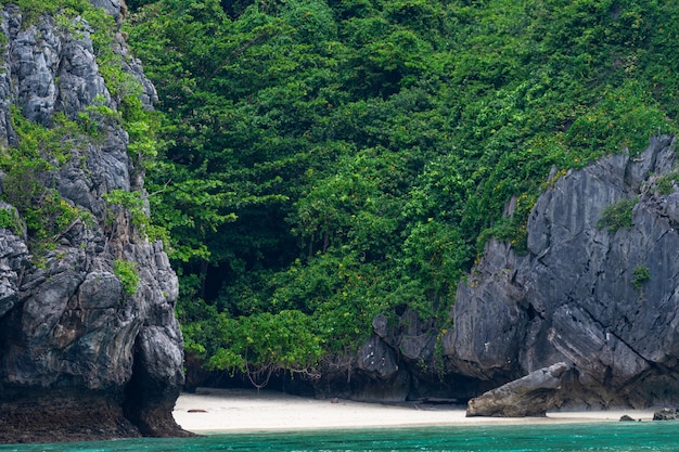 海の近くの熱帯の島