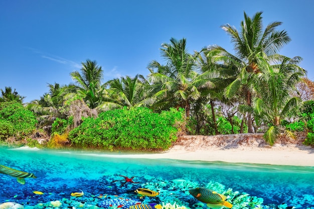 몰디브 토두 섬의 열대 섬과 수중 세계