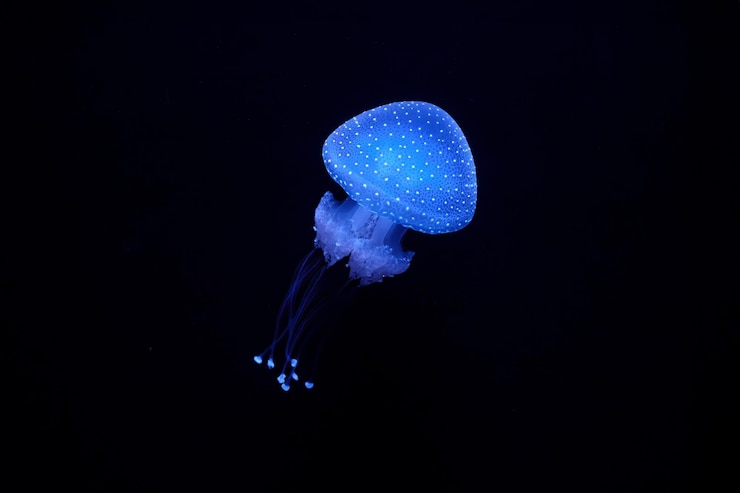 Тропическая медуза phyllorhiza punctata беловатая медуза под водой