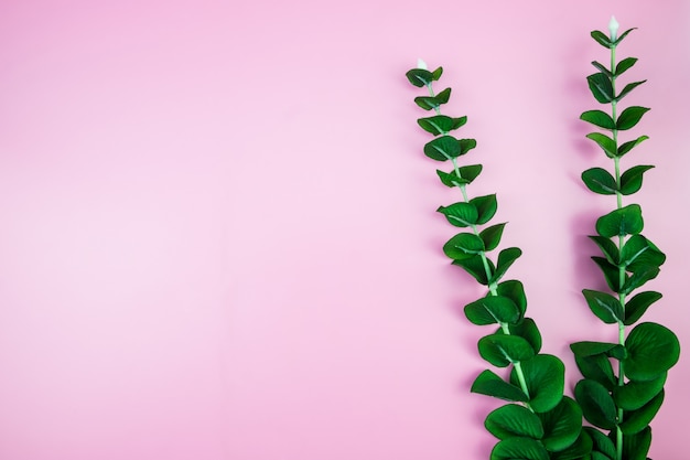 Tropical Jungle leave pink pastel color background