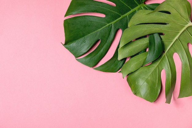 Tropical jungle Monstera leaf