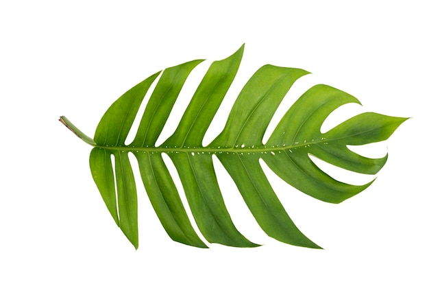 Tropical jungle Monstera leaves isolated Swiss Cheese Plant