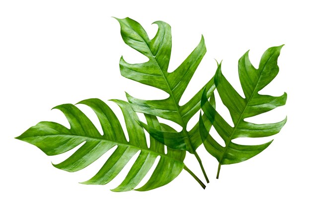 Tropical jungle monstera leaves isolated on a white background