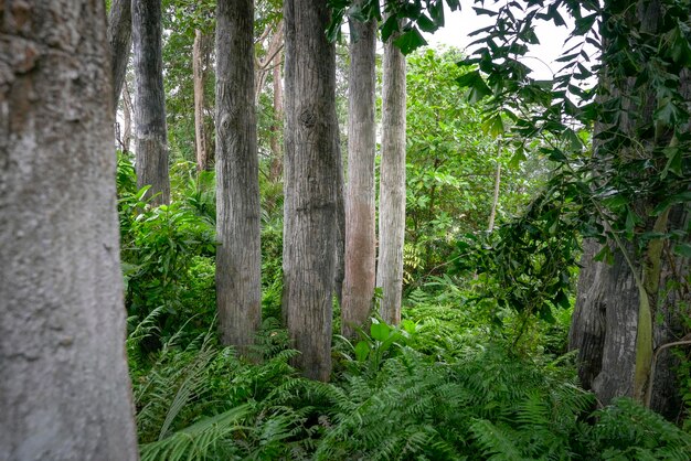 Tropical jungle with tall trees and lush and green plants