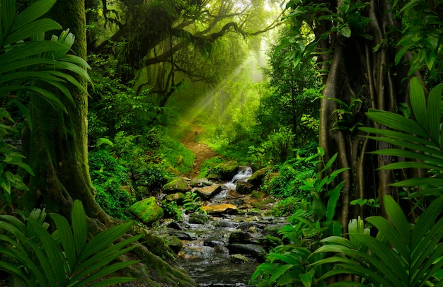写真 東南アジアの熱帯ジャングル