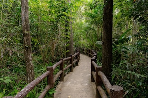 Tropical jungles of southeast asia in winter thailand