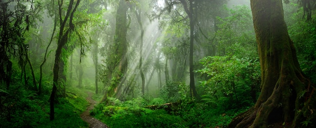 Tropical jungles of southeast asia