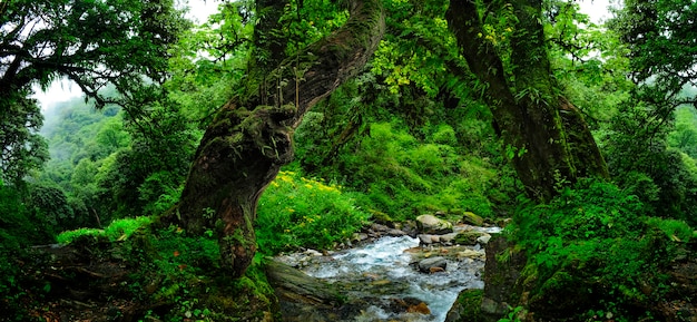 Tropical jungles of southeast asia