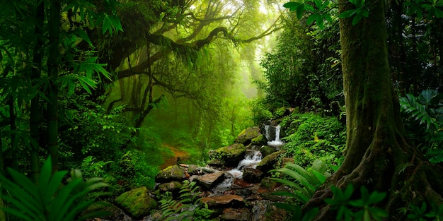 照片东南亚的热带丛林
