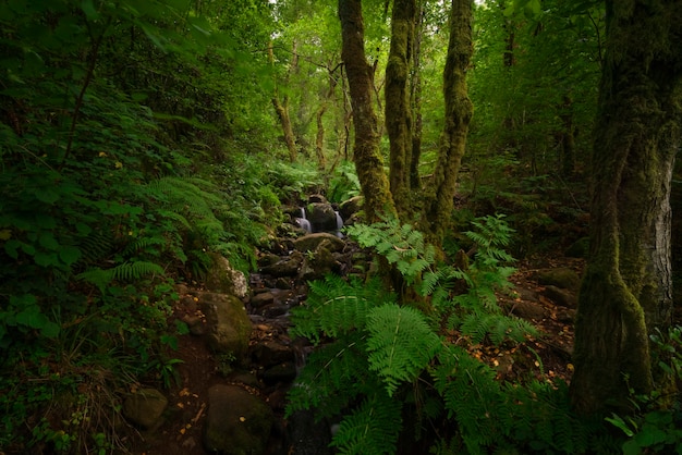 Tropical jungles of Southeast Asia