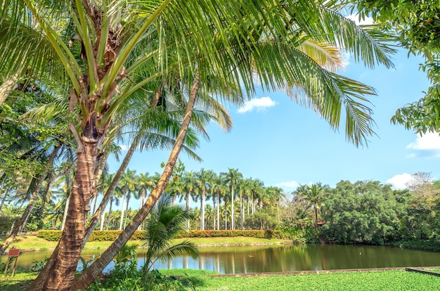 Tropical landscape in summer