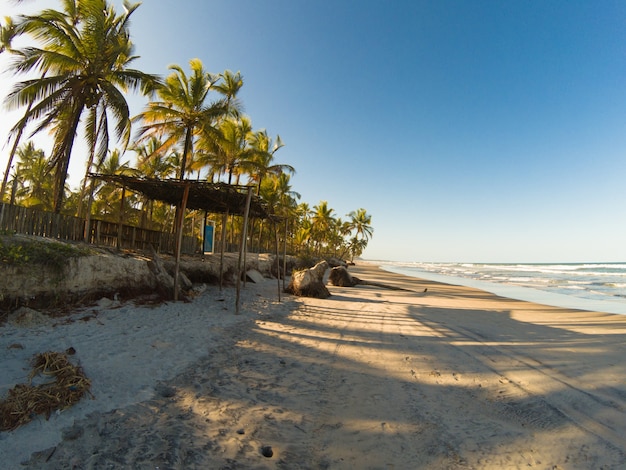 Paesaggio tropicale con spiaggia con palme da cocco al tramonto.
