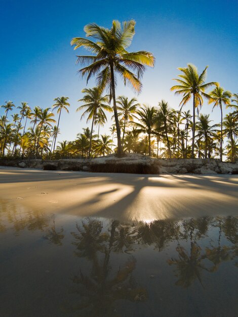 Tropical landscape with beach with coconut trees at sunset.