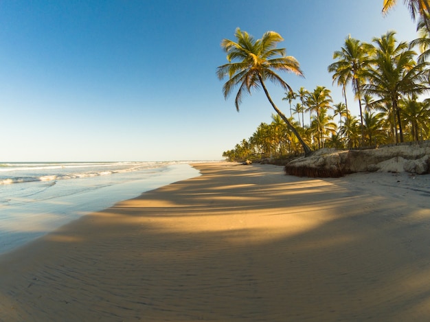 Tropical landscape with beach with coconut trees at sunset.