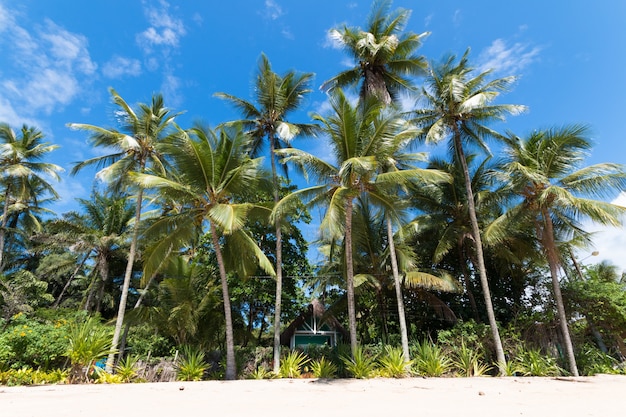 Tropical landscape with coconut palm beach on the island of Boipeba Bahia Brazil.