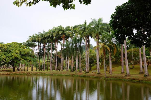 Тропический пейзаж с пальмами Карибский остров Мартиника