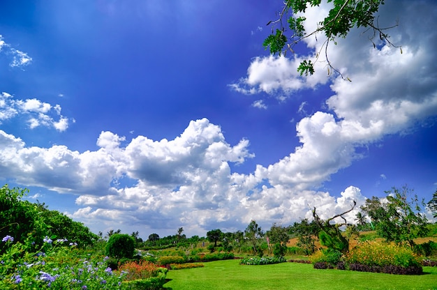 Tropical Landscape