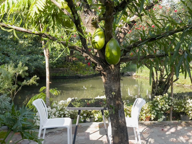 Paesaggio tropicale nel giardino di casa