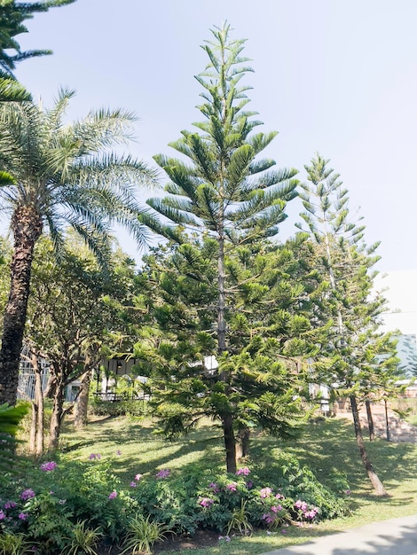 Paesaggio tropicale nel giardino di casa