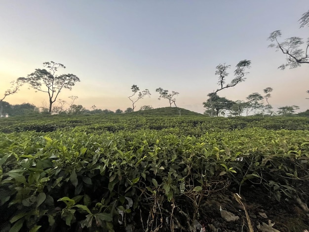 Тропический самый большой чайный сад с естественным красивым небом и окружающей средой