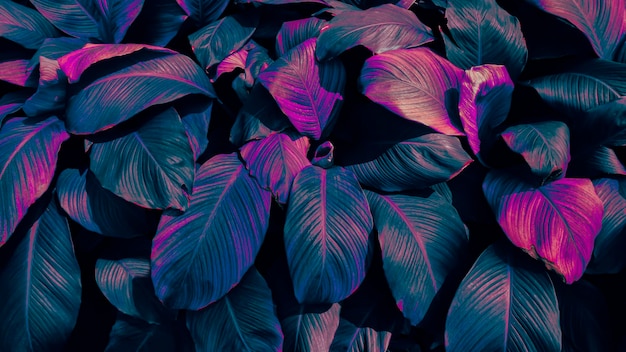 Fondo tropicale della foglia nei toni del rosa blu