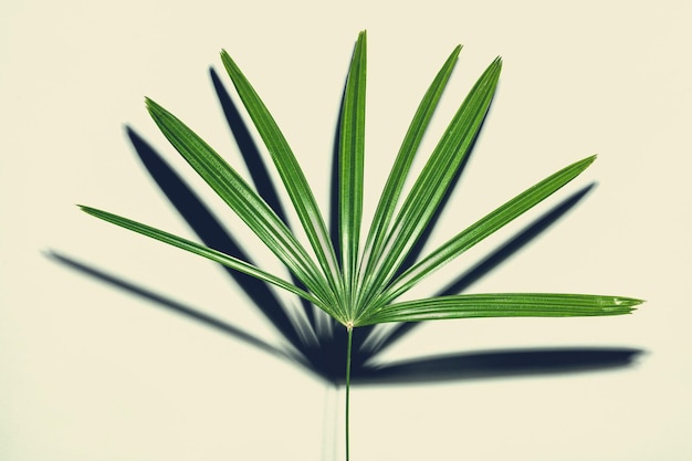 Tropical leaf background