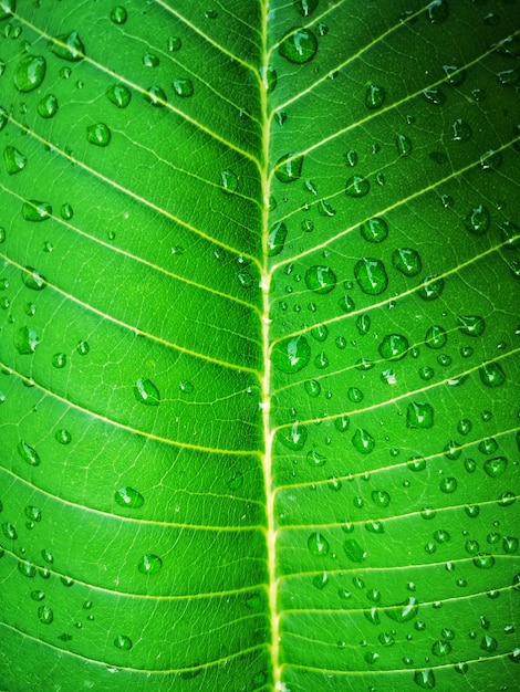 Foto sfondo di foglie tropicali