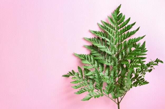 Tropical leaf on colour background