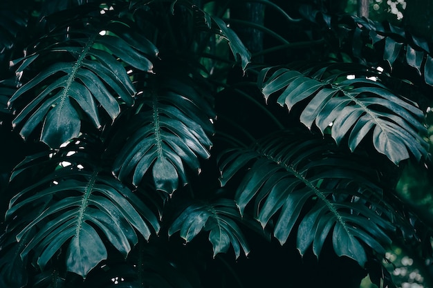 tropical leaf dark nature background