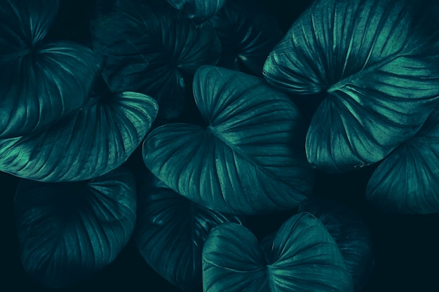 Photo tropical leaf dark nature background