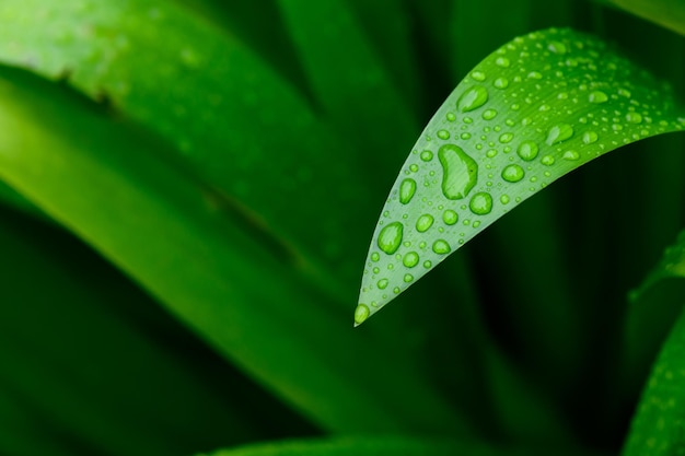 Tropical leaf foliage nature dark green background abstract stunning green leaf texture