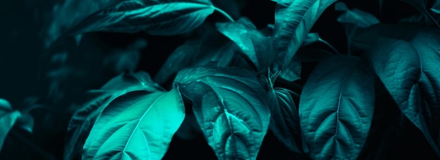 Tropical leaf forest glow in the dark background with copy space High contrast concept