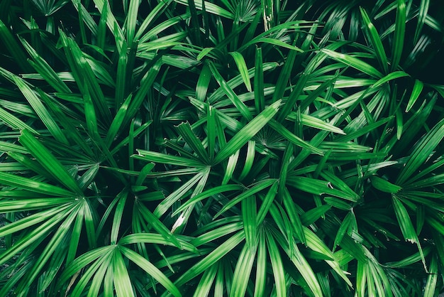 tropical leaf green nature background