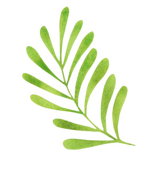 Photo tropical leaf isolated on white background watercolor illustration